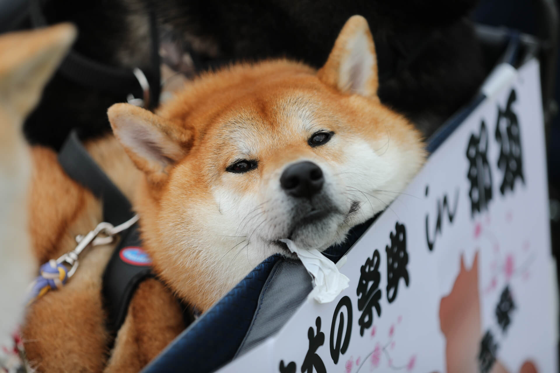 スケジュール Zipang 2021 日本犬の祭典