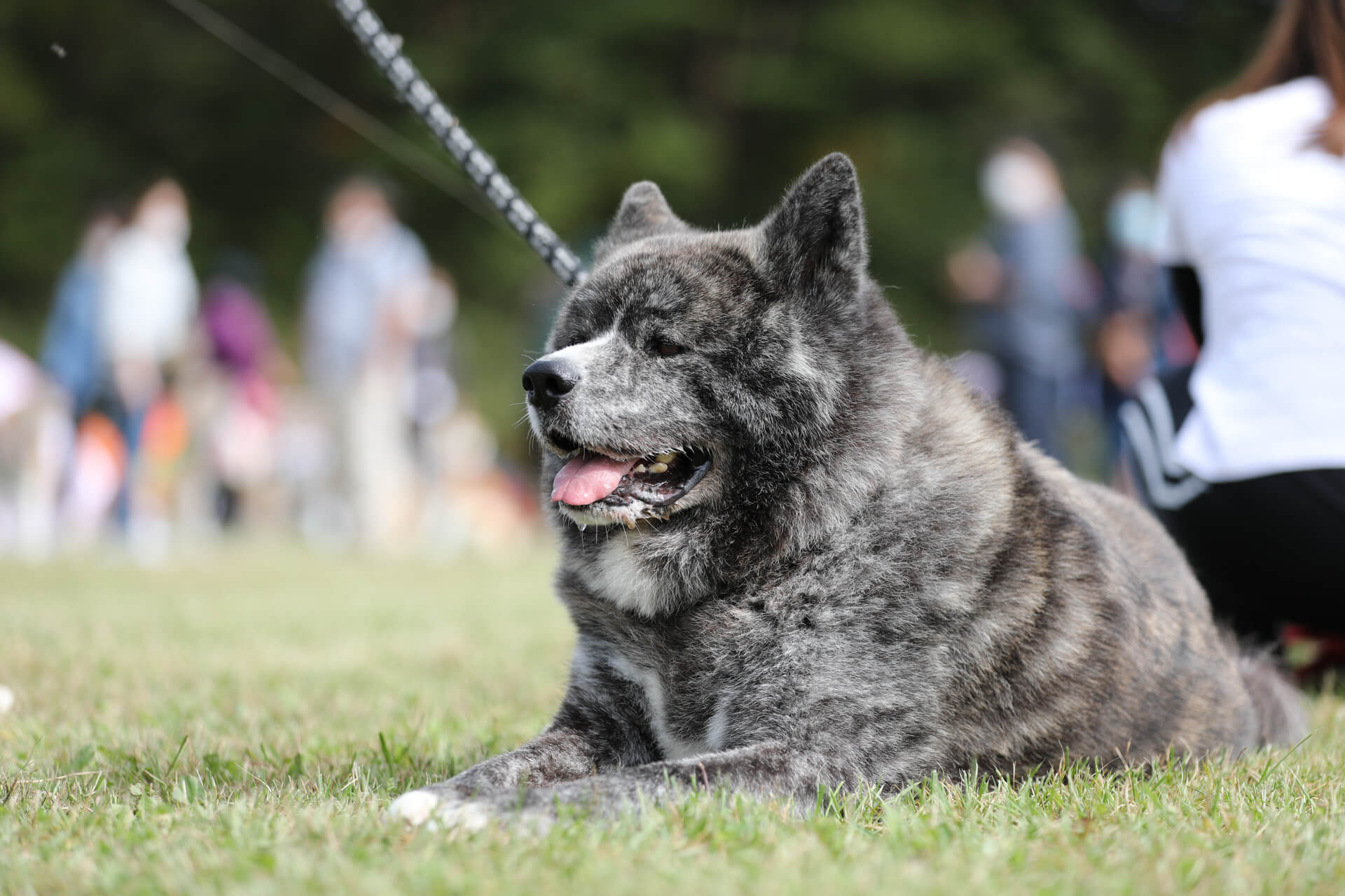 スケジュール Zipang 21 日本犬の祭典