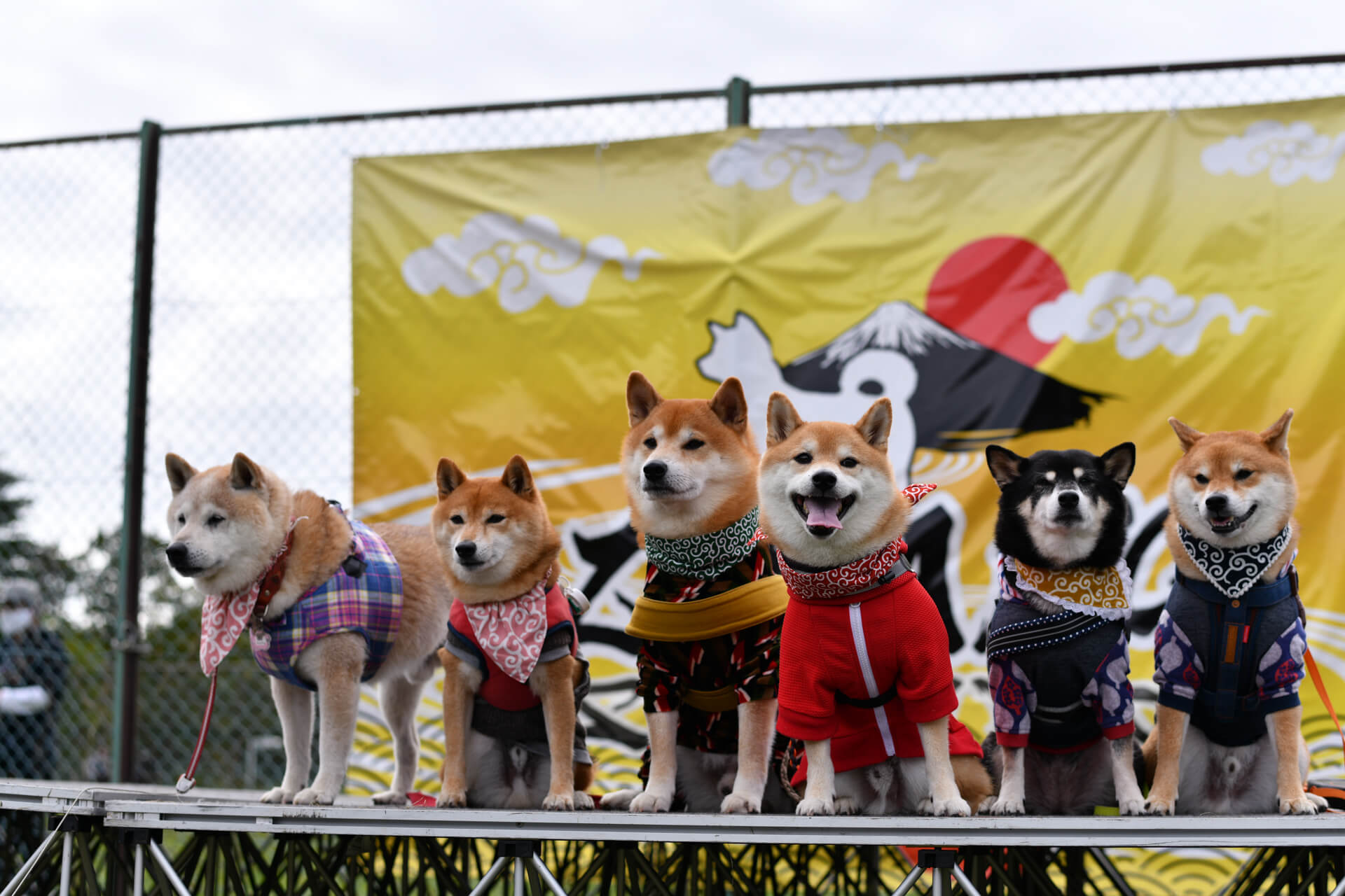 スケジュール Zipang 21 日本犬の祭典