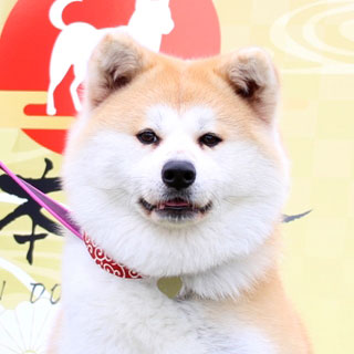 日本犬とは Zipang 21 日本犬の祭典