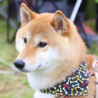 日本犬とは Zipang 21 日本犬の祭典