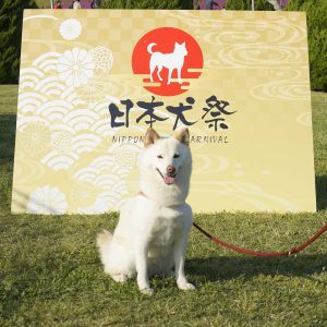 日本犬祭2018　69