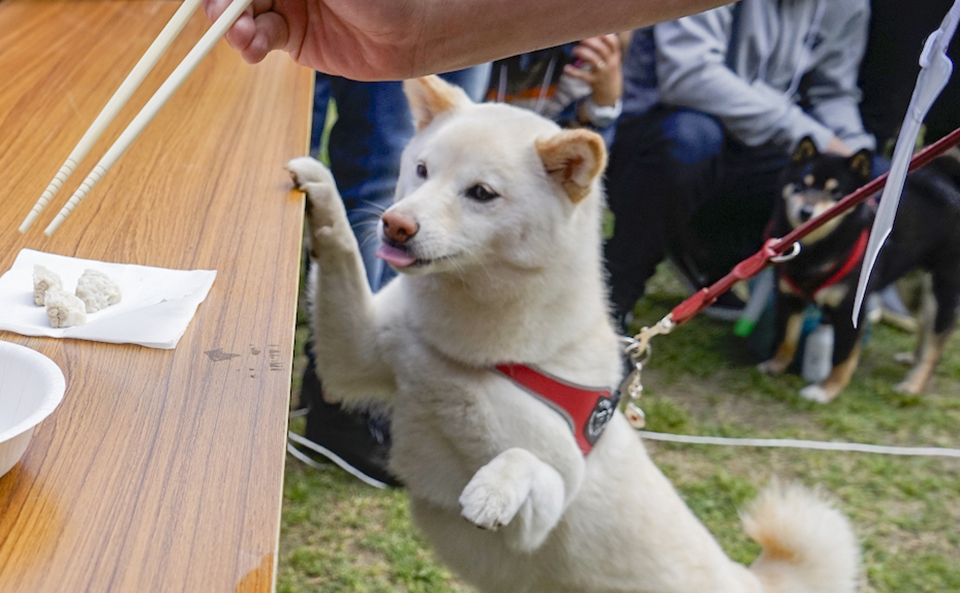 名物愛犬もぐもぐ選手権