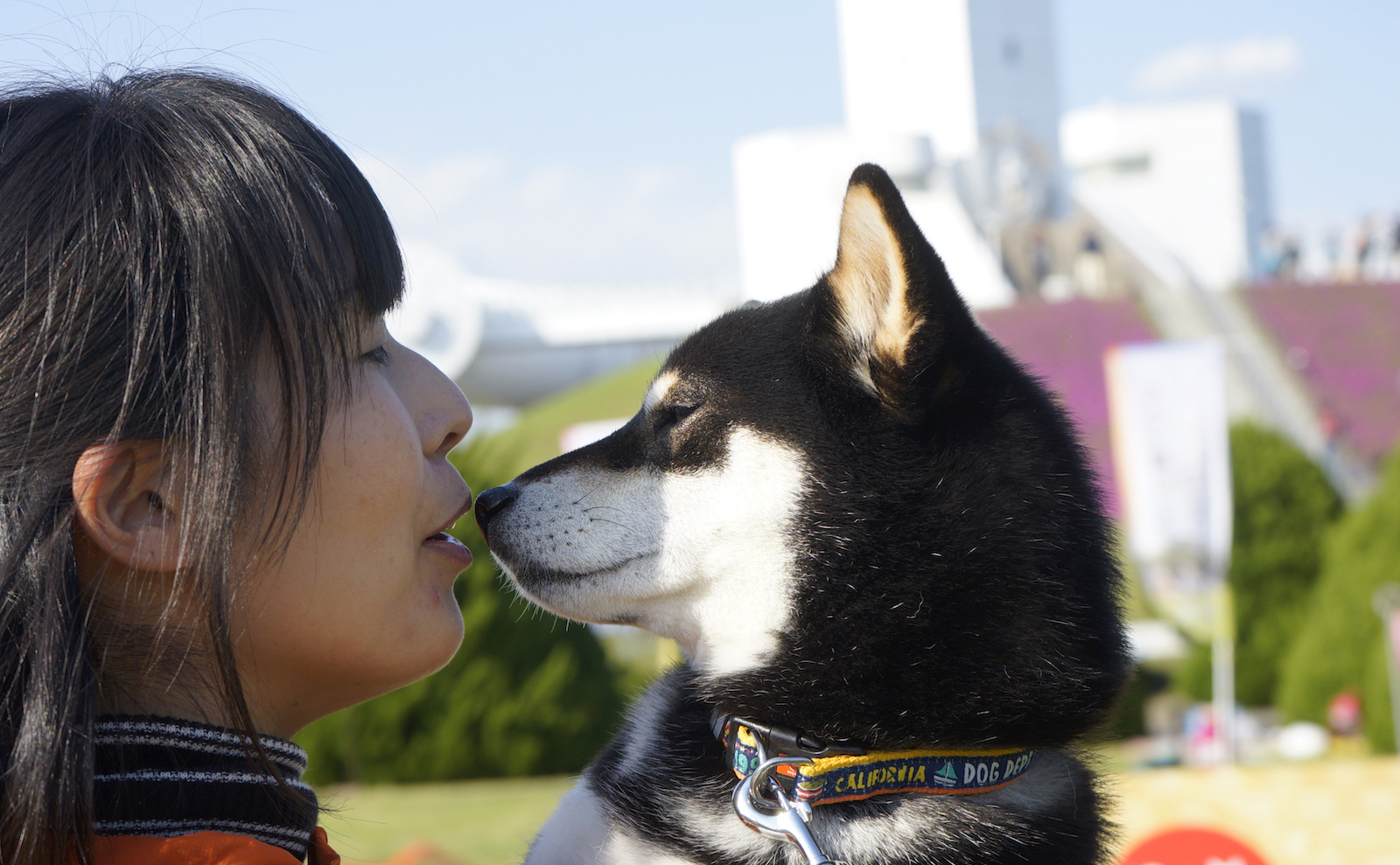 日本犬との向き合い方