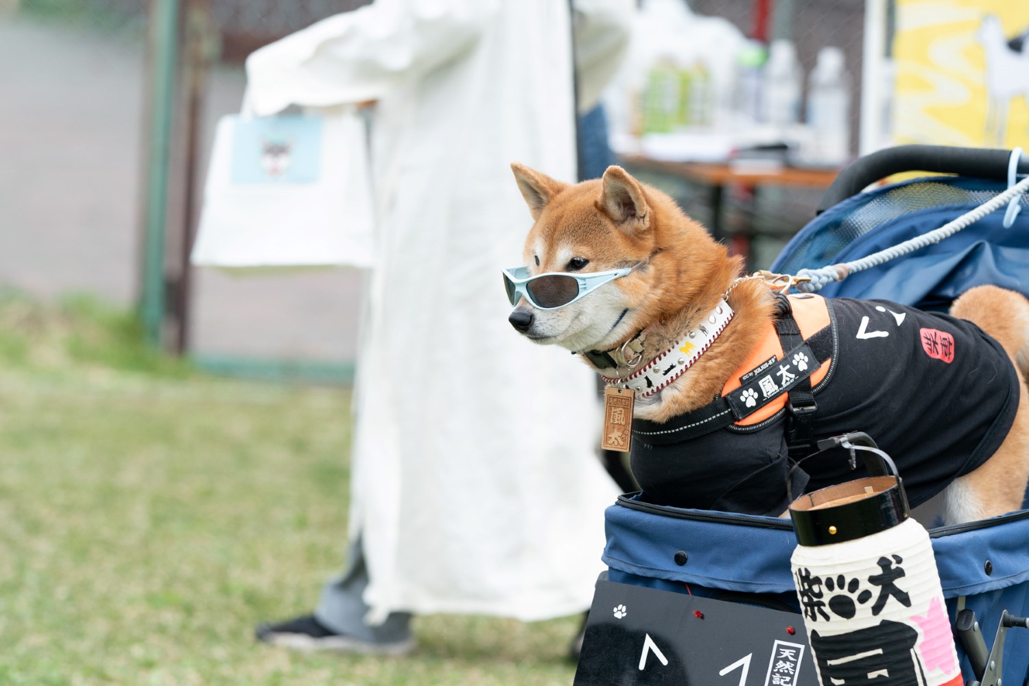 ゆかいな日本犬㉓
