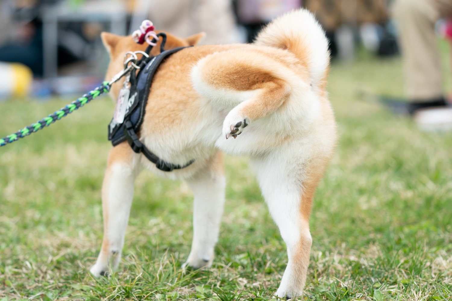 ゆかいな日本犬㉗