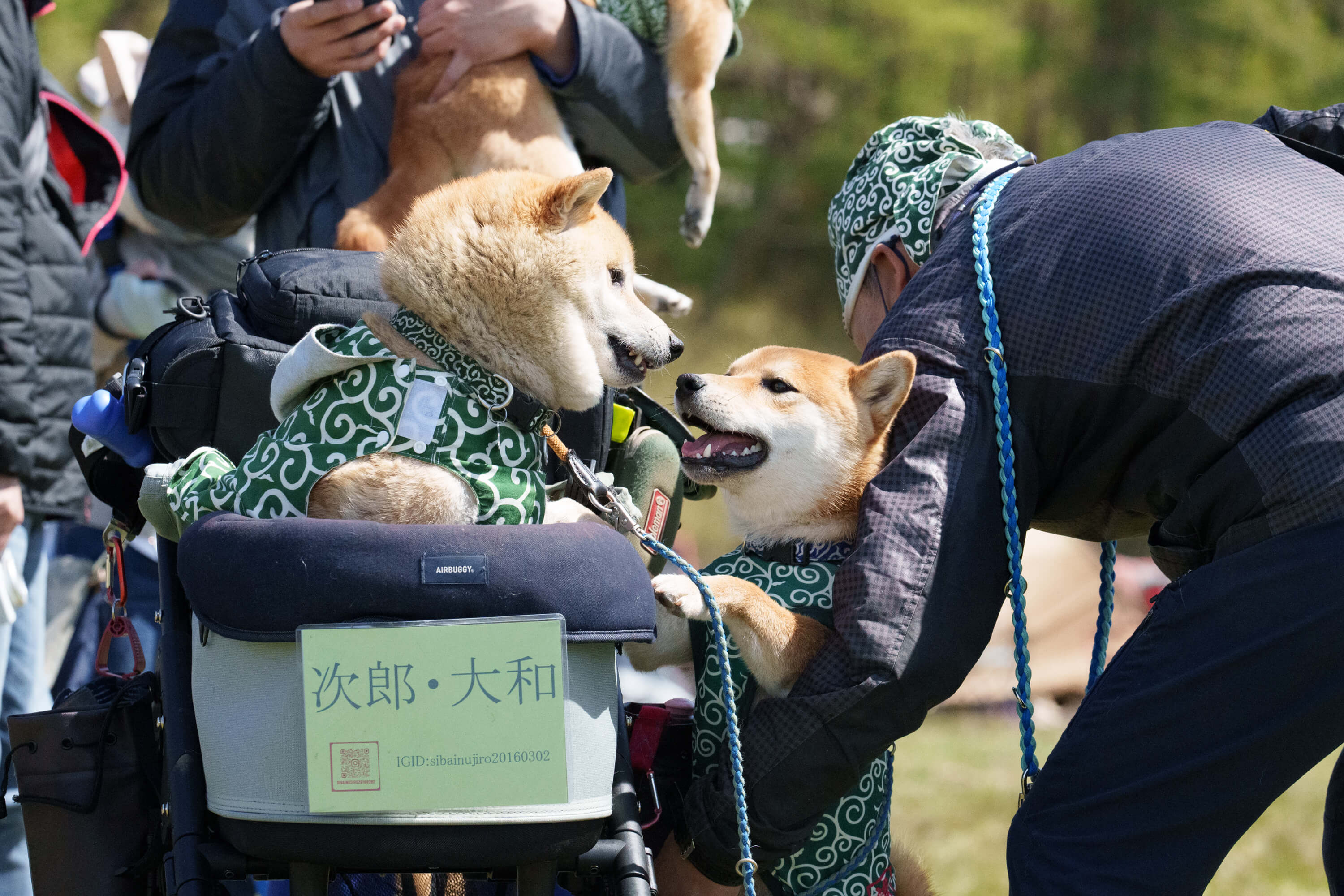 ゆかいな日本犬⑮