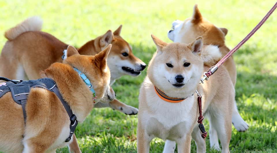 日本犬とは 日本犬の祭典 Zipang 19