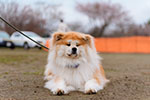 ゆかいな日本犬⑩