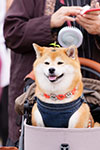 ゆかいな日本犬⑬