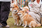 ゆかいな日本犬⑯