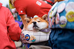 ゆかいな日本犬⑱