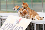 ゆかいな日本犬⑲