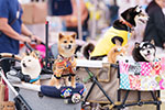 ゆかいな日本犬⑤