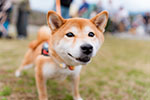 ゆかいな日本犬⑥