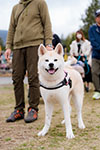 ゆかいな日本犬⑦